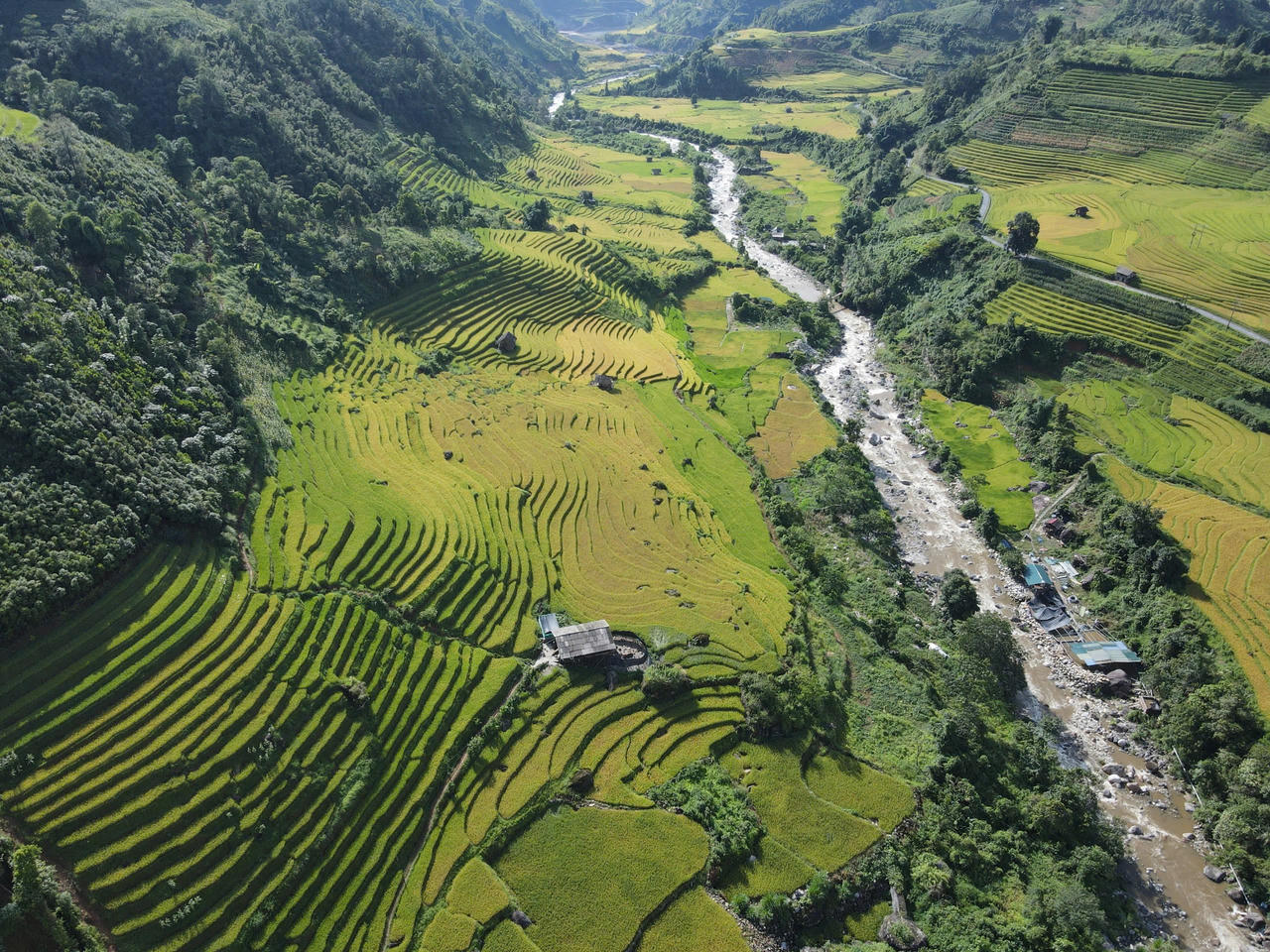 Mùa lúa vàng rực rỡ ở Nậm Cang - Sa Pa