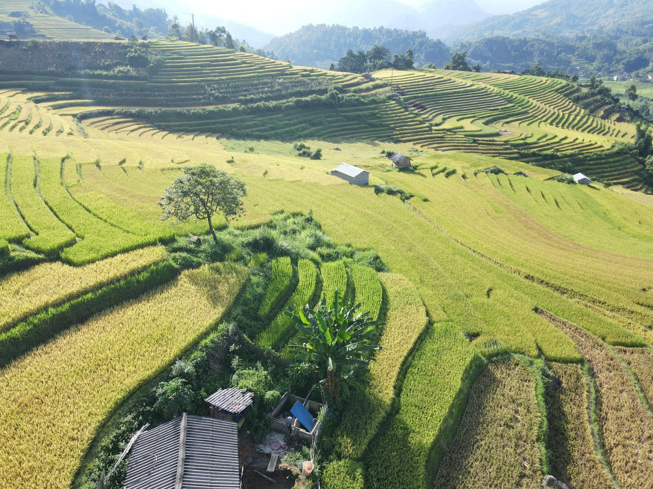 Mùa lúa vàng rực rỡ ở Nậm Cang - Sa Pa