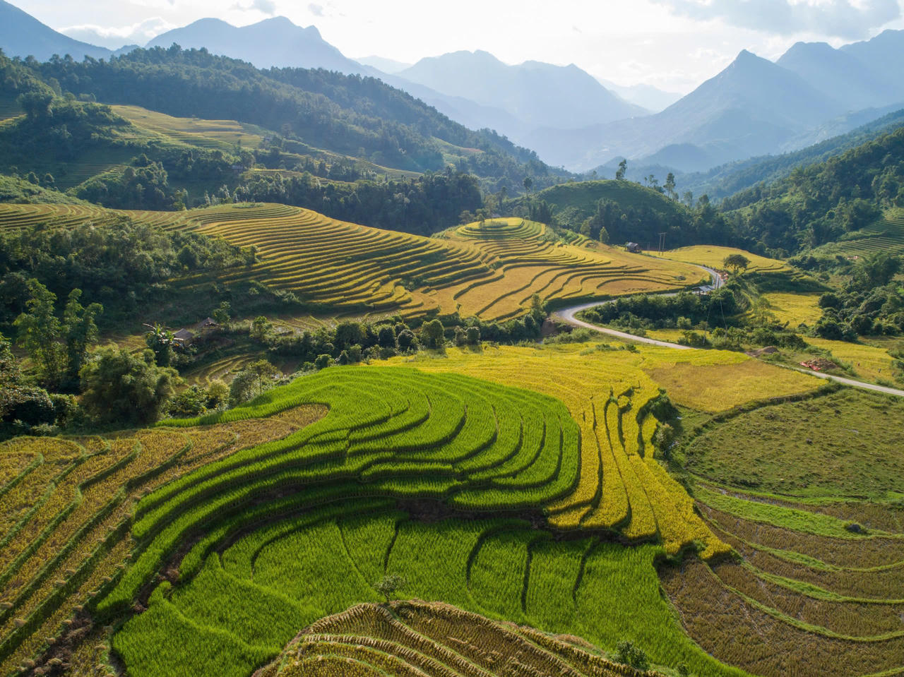 Mùa lúa vàng rực rỡ ở Nậm Cang - Sa Pa