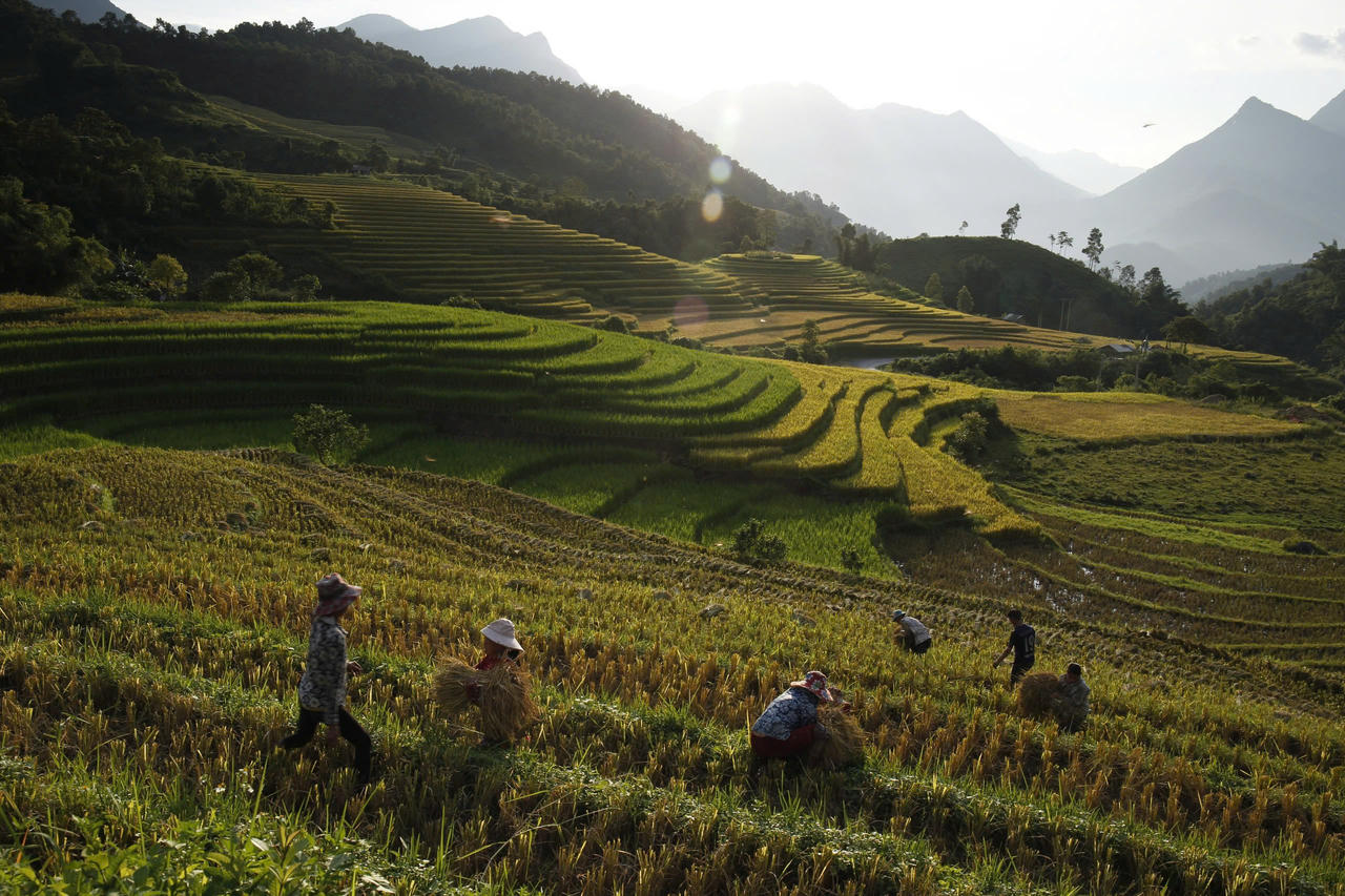Mùa lúa vàng rực rỡ ở Nậm Cang - Sa Pa