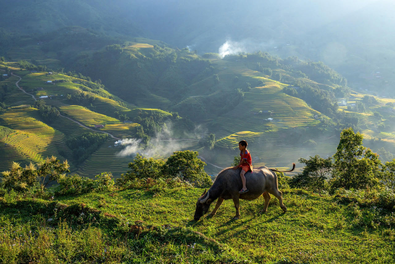 Mùa lúa vàng rực rỡ ở Nậm Cang - Sa Pa