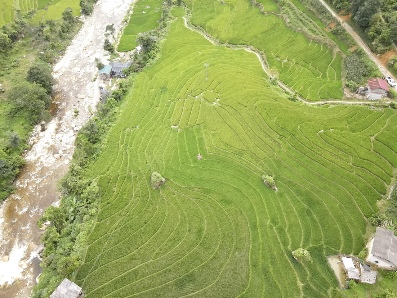 Mùa lúa vàng rực rỡ ở Nậm Cang - Sa Pa