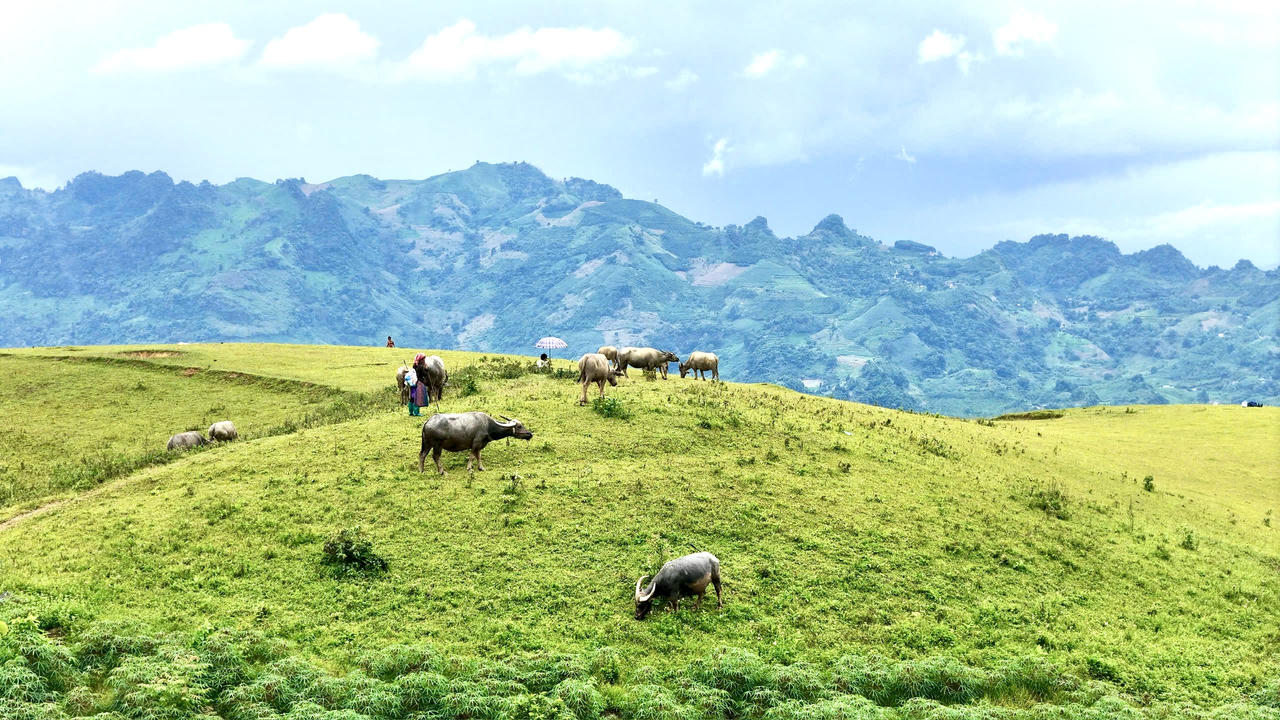 Vẻ đẹp thảo nguyên Cốc Sâm nhìn từ trên cao 