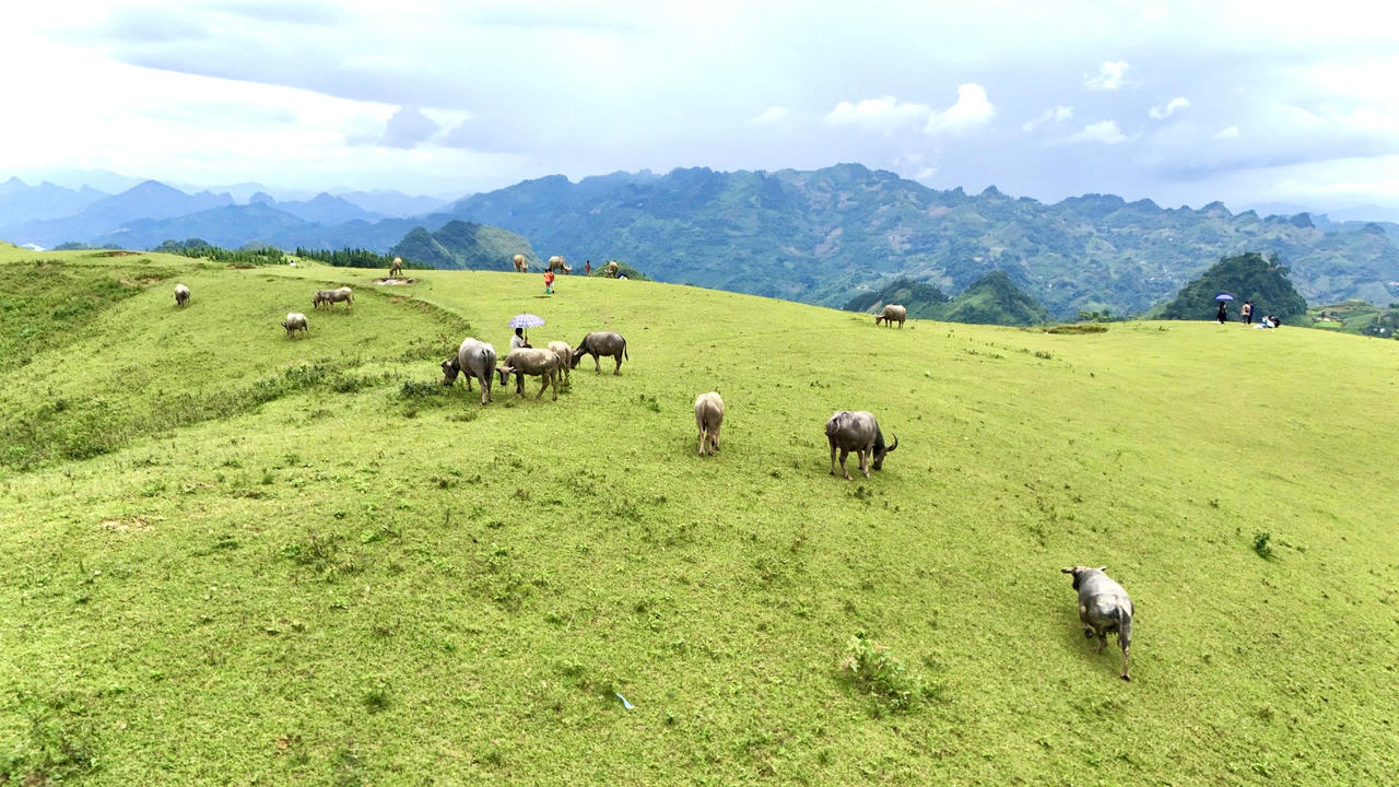 Vẻ đẹp thảo nguyên Cốc Sâm nhìn từ trên cao 