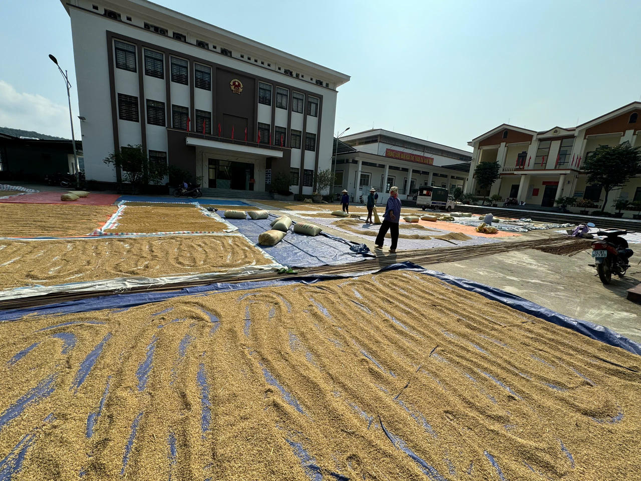 Công an xã Bản Qua cùng người dân gỡ khó trong mùa thu hoạch lúa