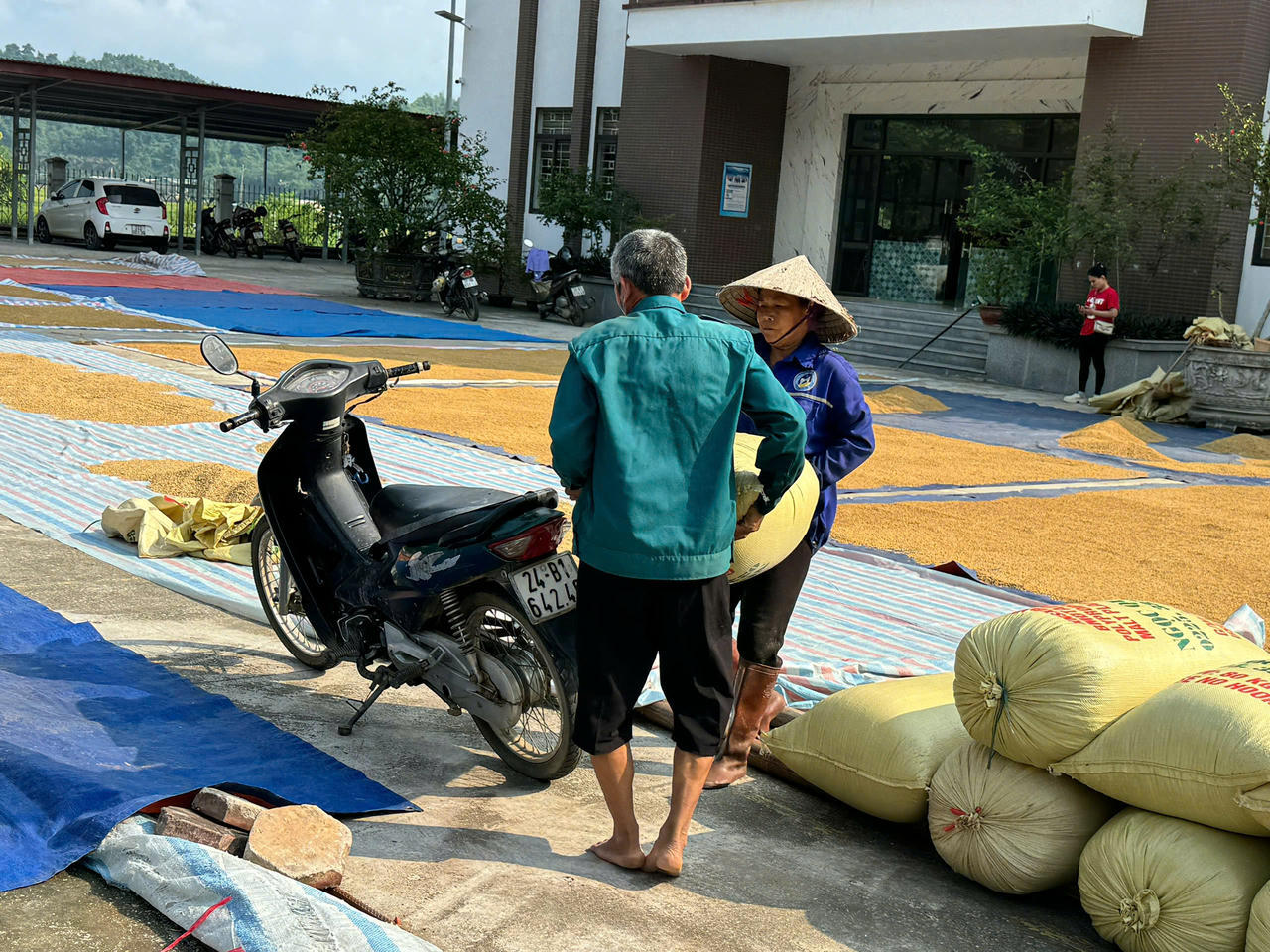 Công an xã Bản Qua cùng người dân gỡ khó trong mùa thu hoạch lúa