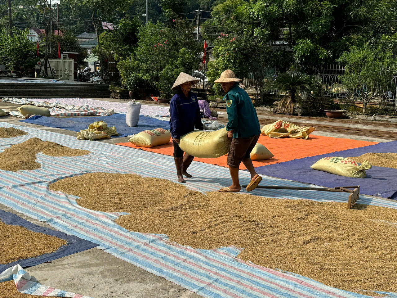 Công an xã Bản Qua cùng người dân gỡ khó trong mùa thu hoạch lúa