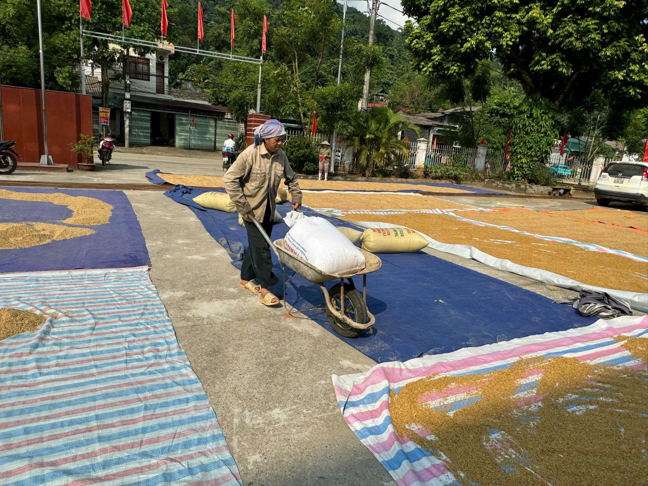 Công an xã Bản Qua cùng người dân gỡ khó trong mùa thu hoạch lúa