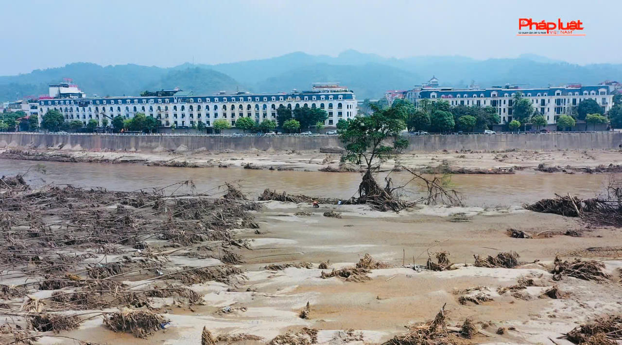 Kỳ lạ chuyện cây sung 'bất tử' sau lũ dữ ở Lào Cai