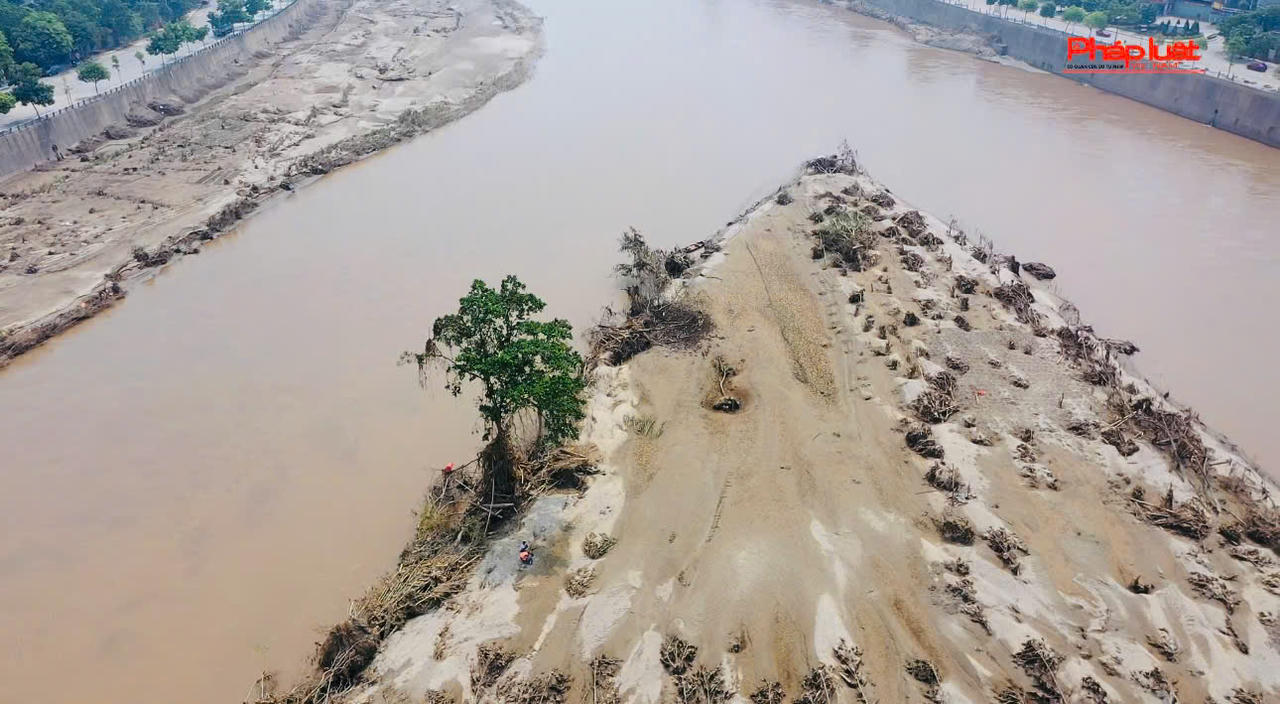 Kỳ lạ chuyện cây sung 'bất tử' sau lũ dữ ở Lào Cai