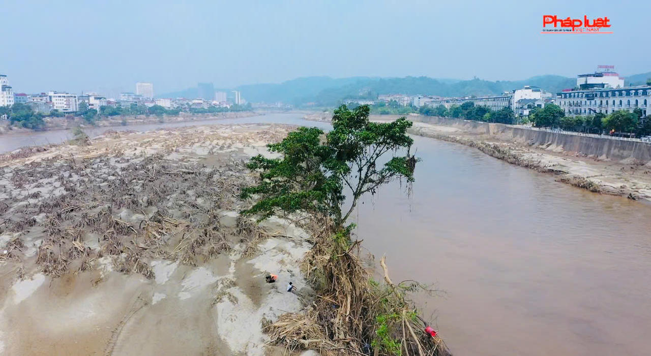 Kỳ lạ chuyện cây sung 'bất tử' sau lũ dữ ở Lào Cai
