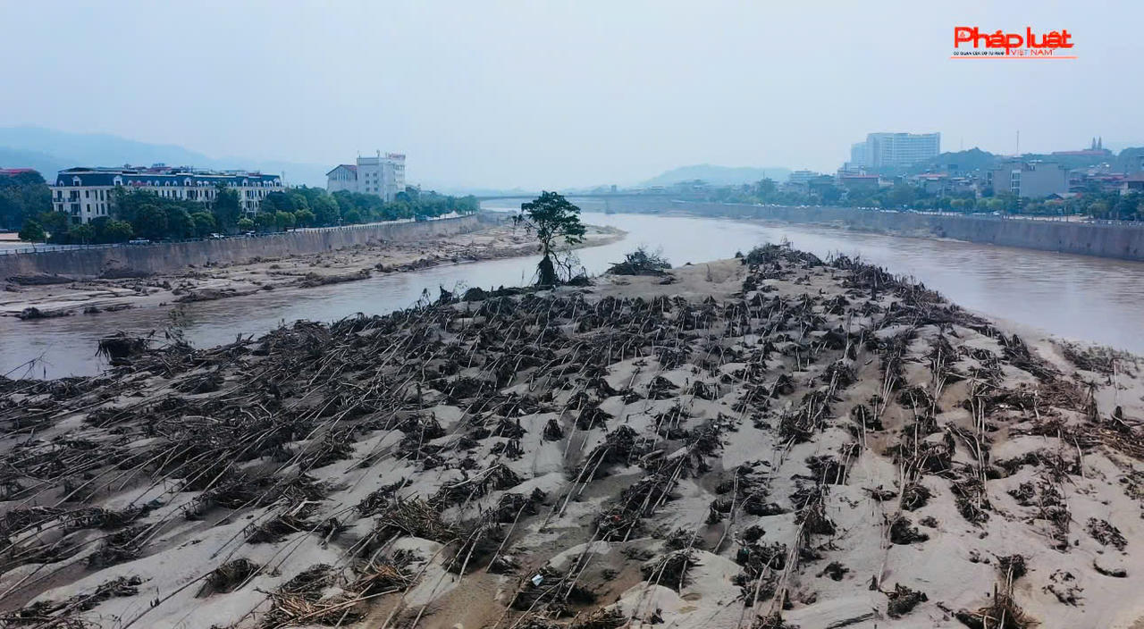 Kỳ lạ chuyện cây sung 'bất tử' sau lũ dữ ở Lào Cai