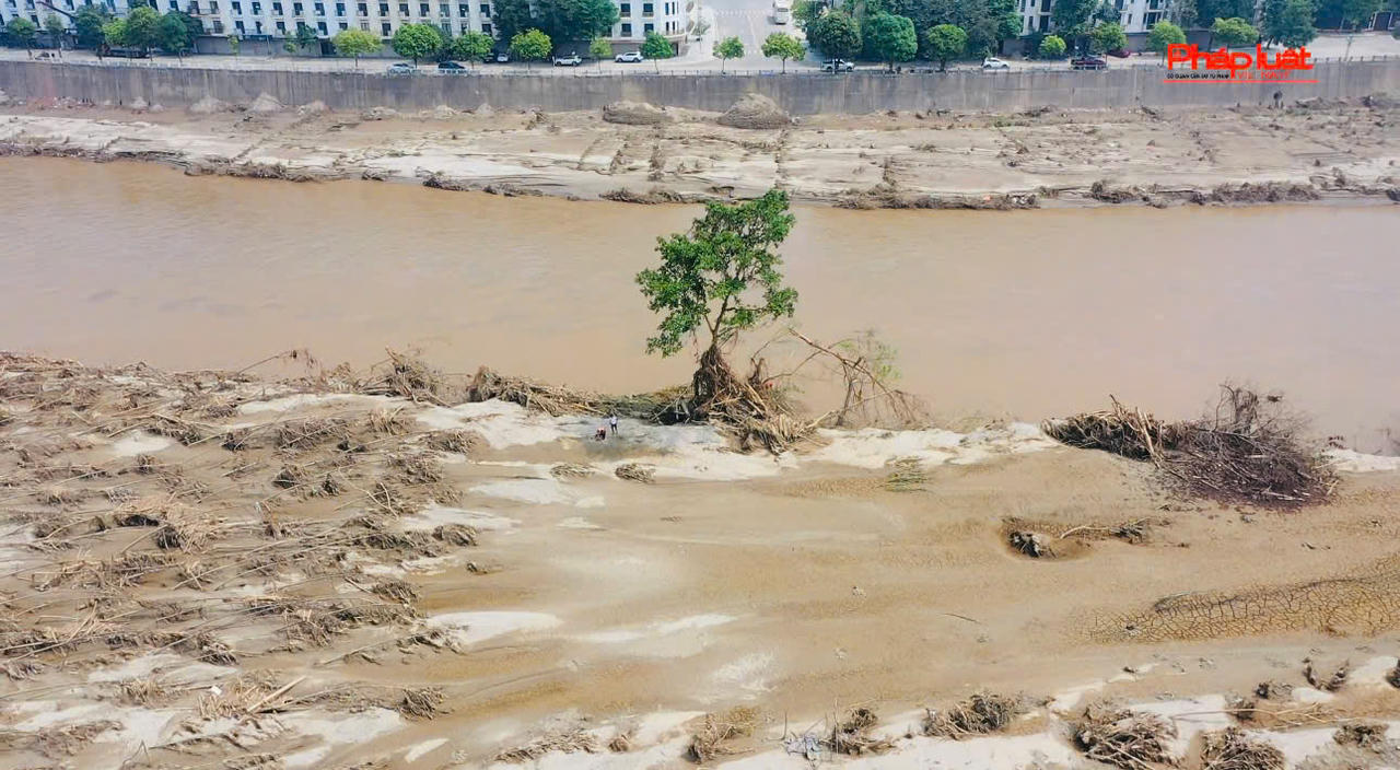 Kỳ lạ chuyện cây sung 'bất tử' sau lũ dữ ở Lào Cai