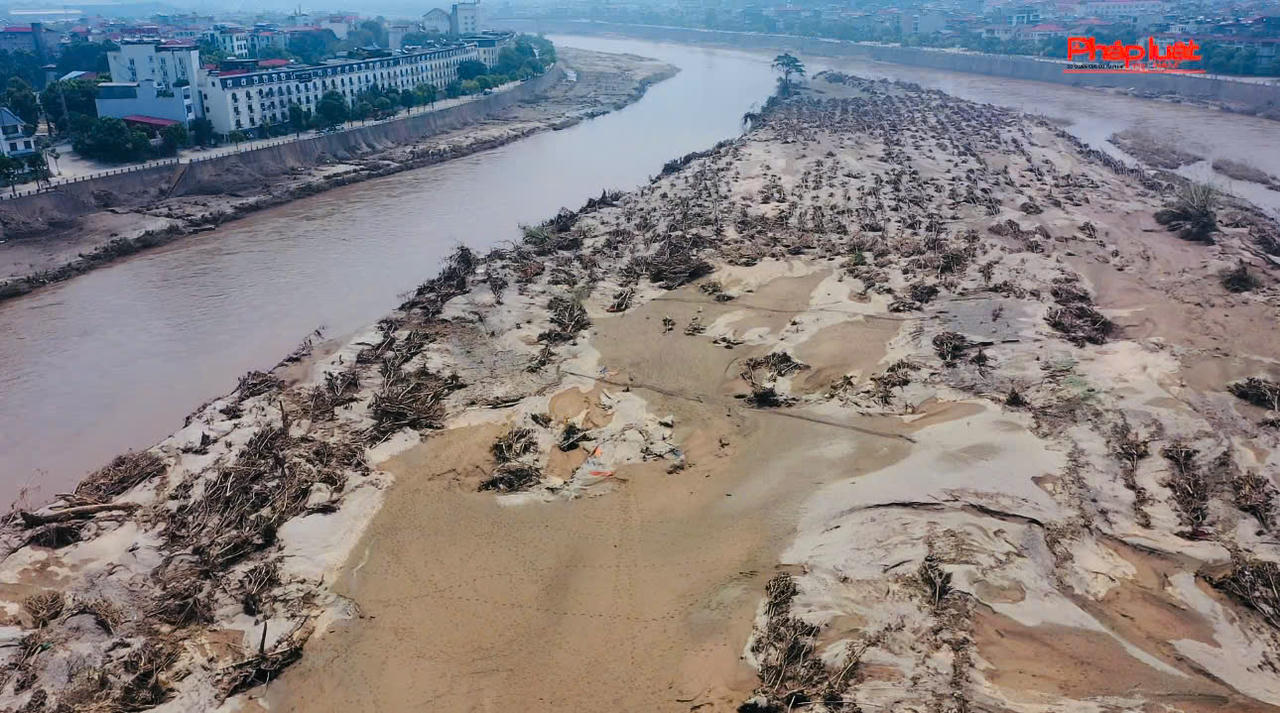 Kỳ lạ chuyện cây sung 'bất tử' sau lũ dữ ở Lào Cai