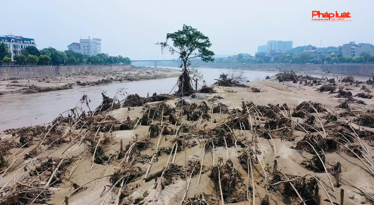 Kỳ lạ chuyện cây sung 'bất tử' sau lũ dữ ở Lào Cai