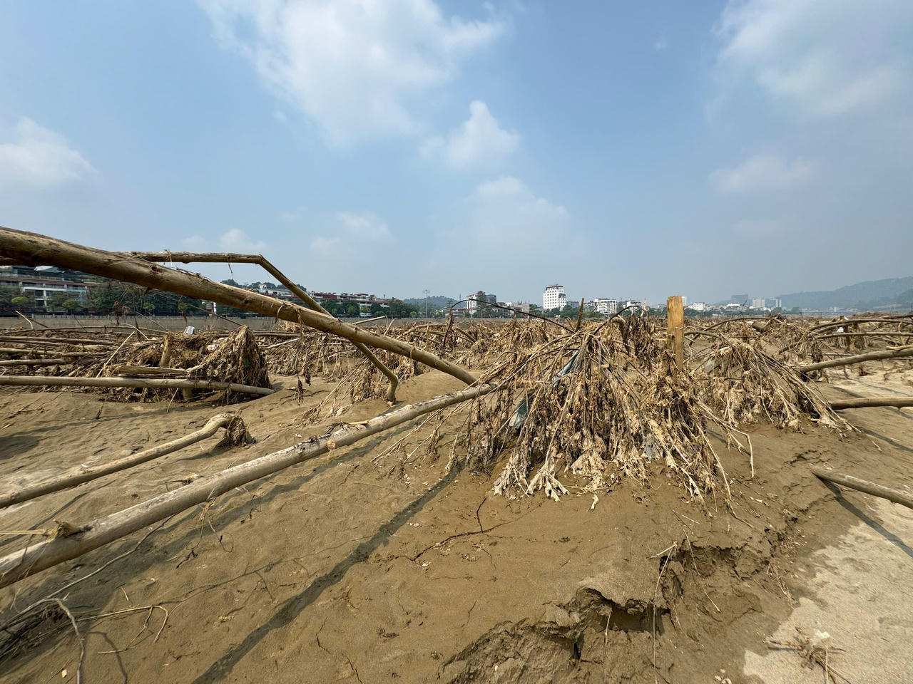 Kỳ lạ chuyện cây sung 'bất tử' sau lũ dữ ở Lào Cai