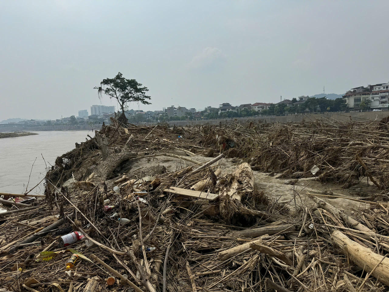 Kỳ lạ chuyện cây sung 'bất tử' sau lũ dữ ở Lào Cai