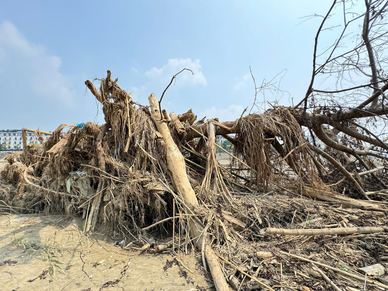 Kỳ lạ chuyện cây sung 'bất tử' sau lũ dữ ở Lào Cai
