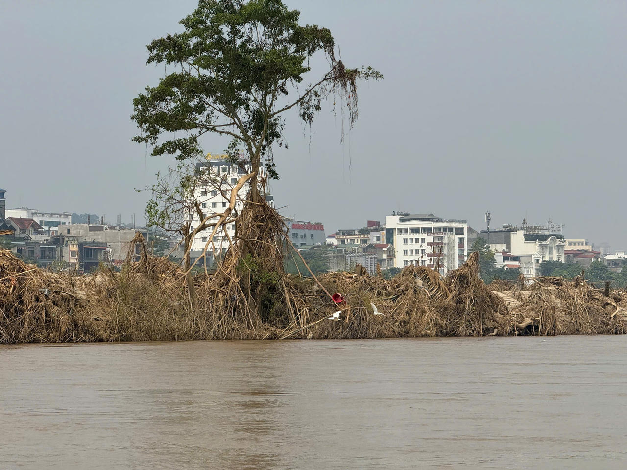 Kỳ lạ chuyện cây sung 'bất tử' sau lũ dữ ở Lào Cai
