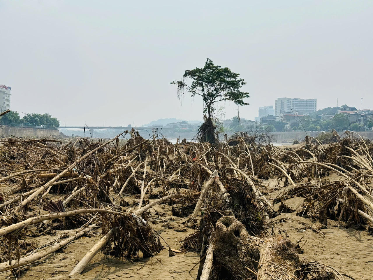 Kỳ lạ chuyện cây sung 'bất tử' sau lũ dữ ở Lào Cai