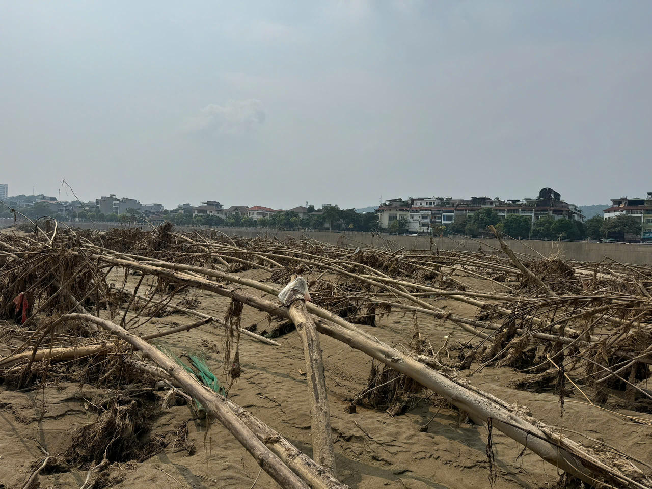 Kỳ lạ chuyện cây sung 'bất tử' sau lũ dữ ở Lào Cai