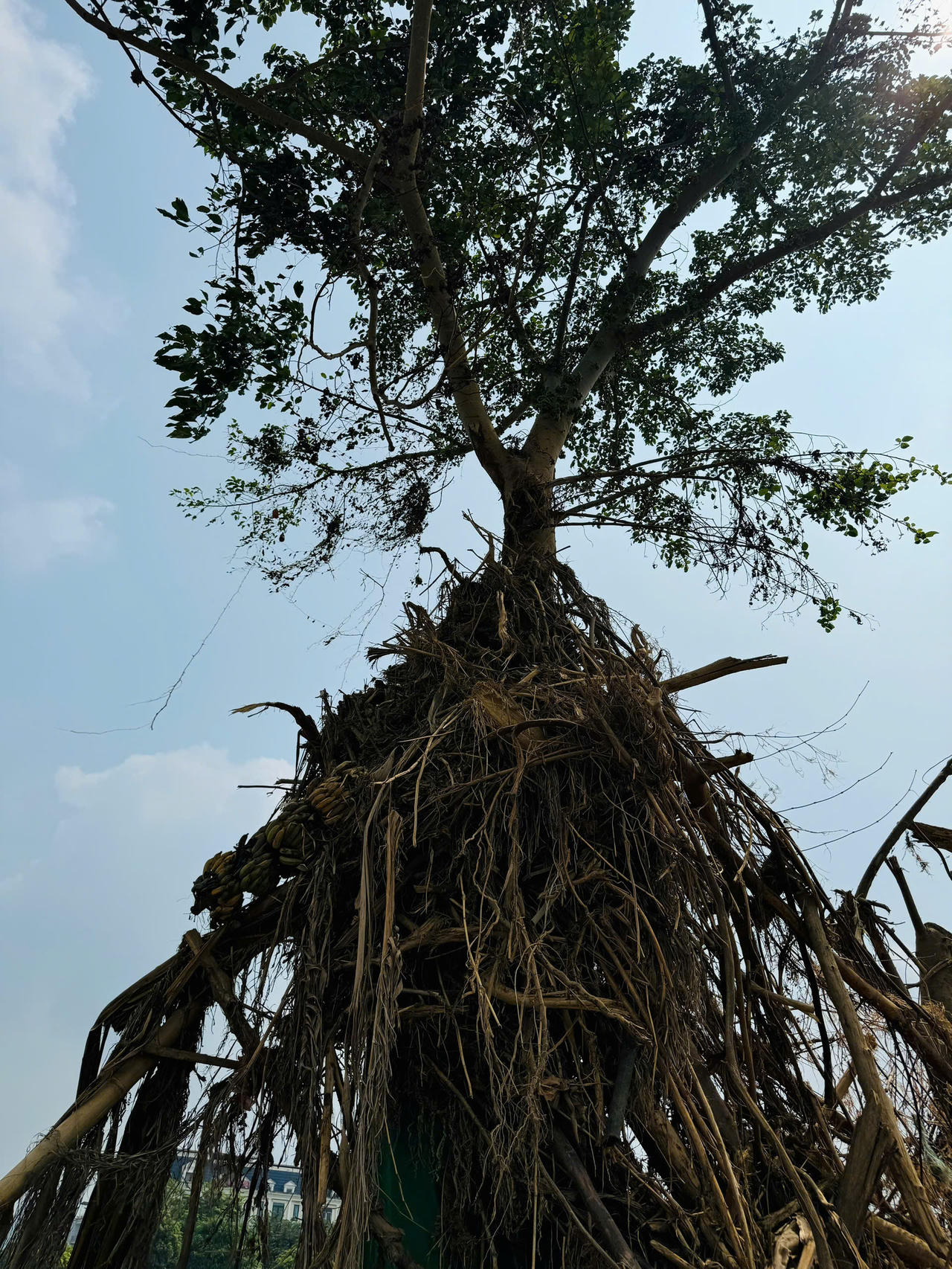 Kỳ lạ chuyện cây sung 'bất tử' sau lũ dữ ở Lào Cai