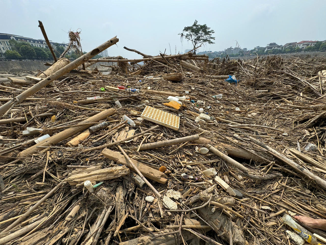 Kỳ lạ chuyện cây sung 'bất tử' sau lũ dữ ở Lào Cai