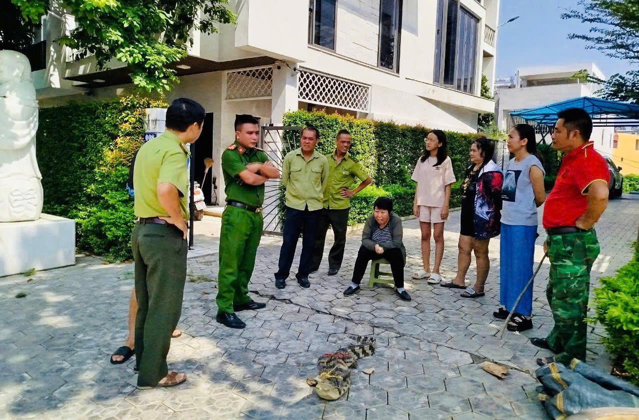Phát hiện cá sấu trong bể cá của người dân giữa thành phố
