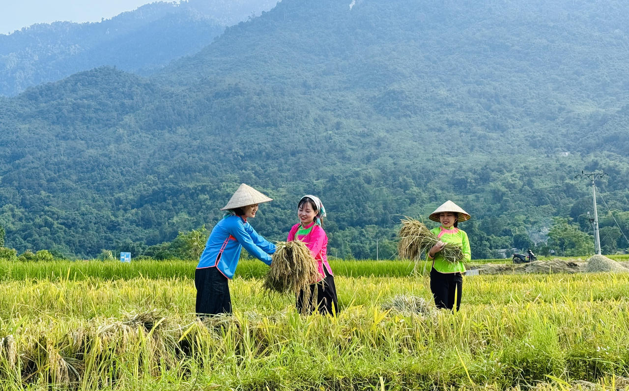 Hợp Thành mùa lúa chín