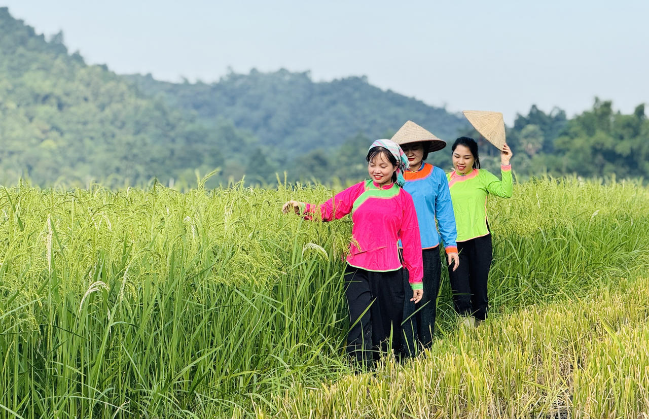 Hợp Thành mùa lúa chín