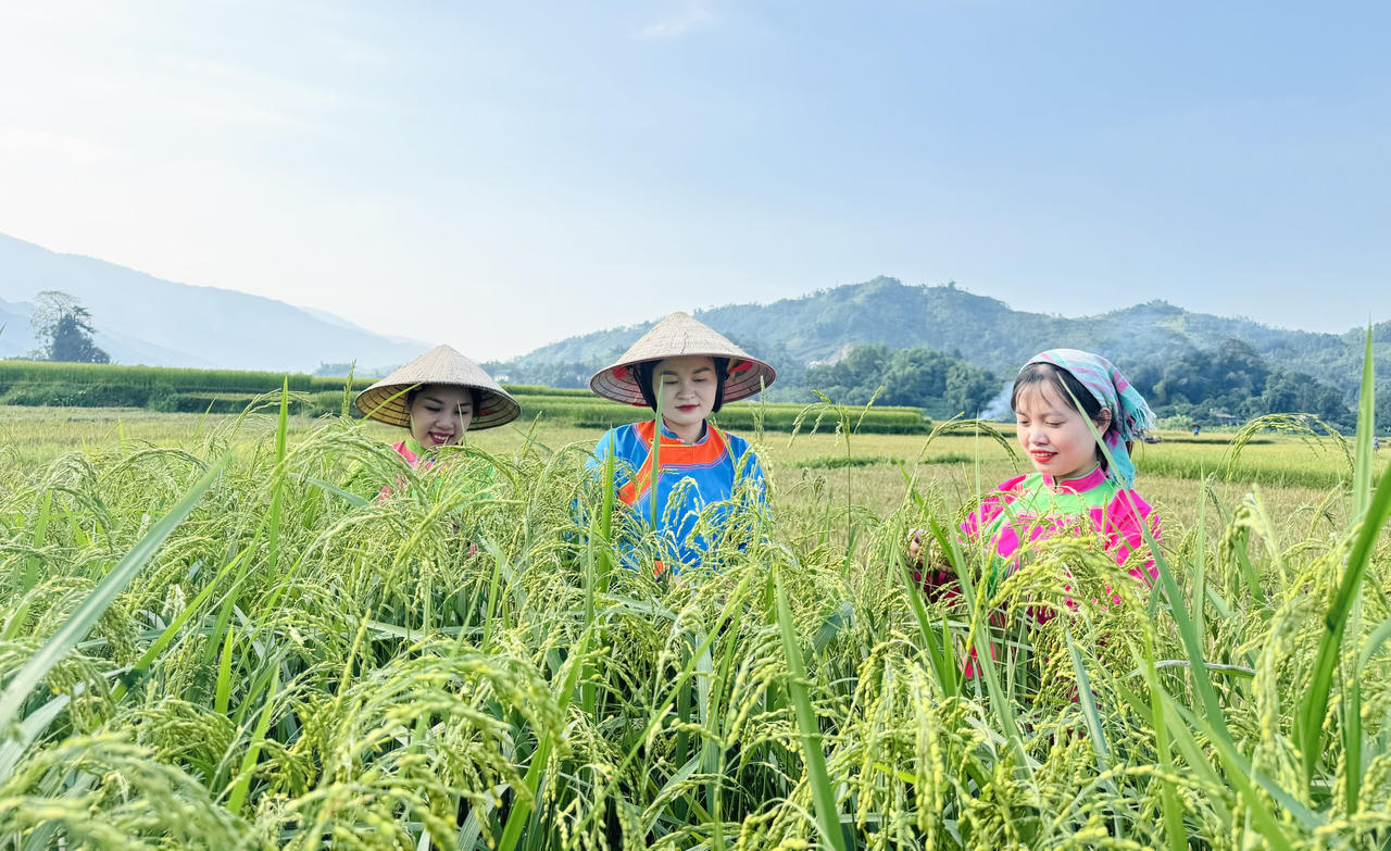 Hợp Thành mùa lúa chín