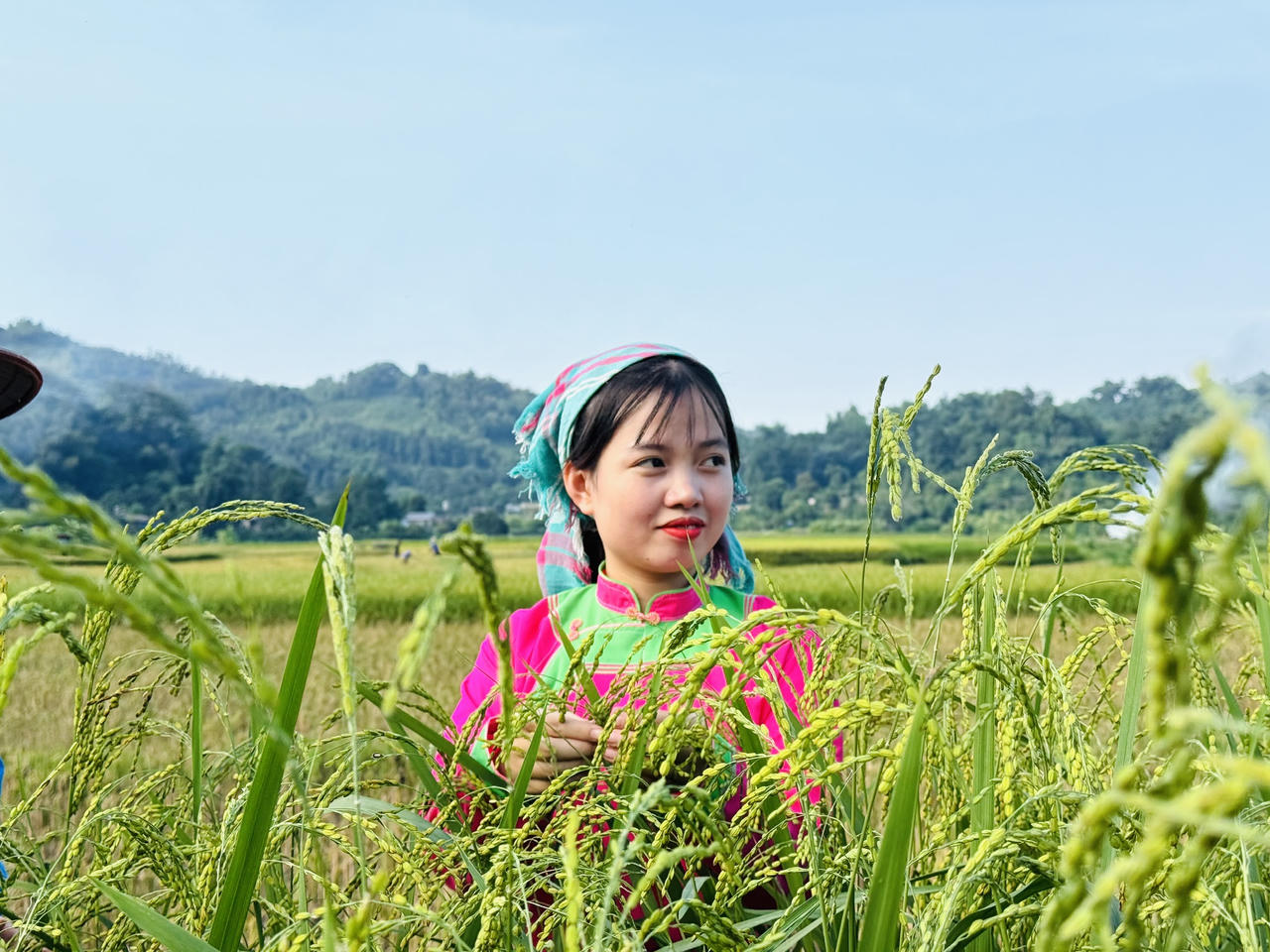 Hợp Thành mùa lúa chín