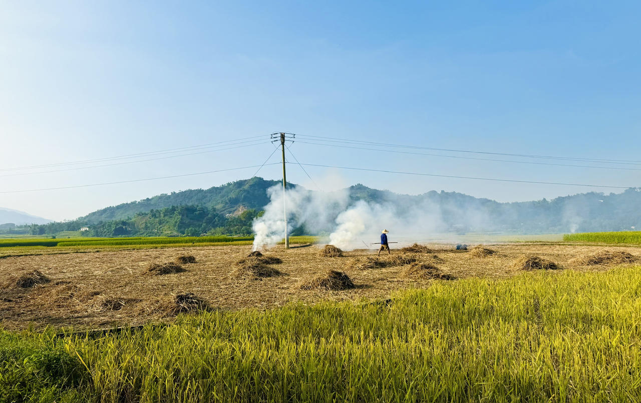 Hợp Thành mùa lúa chín