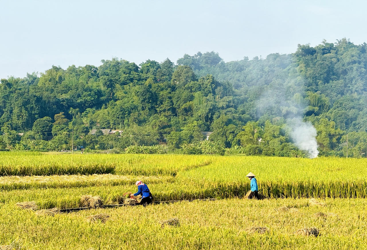 Hợp Thành mùa lúa chín