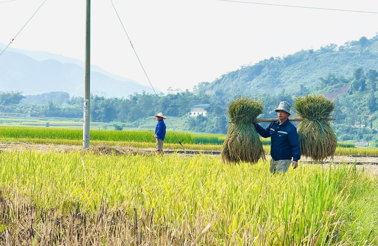 Hợp Thành mùa lúa chín