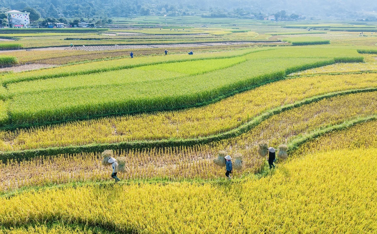 Hợp Thành mùa lúa chín
