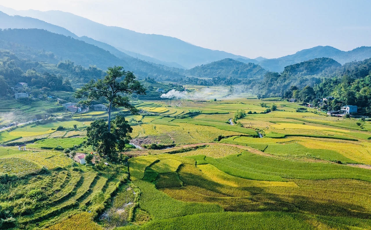 Hợp Thành mùa lúa chín