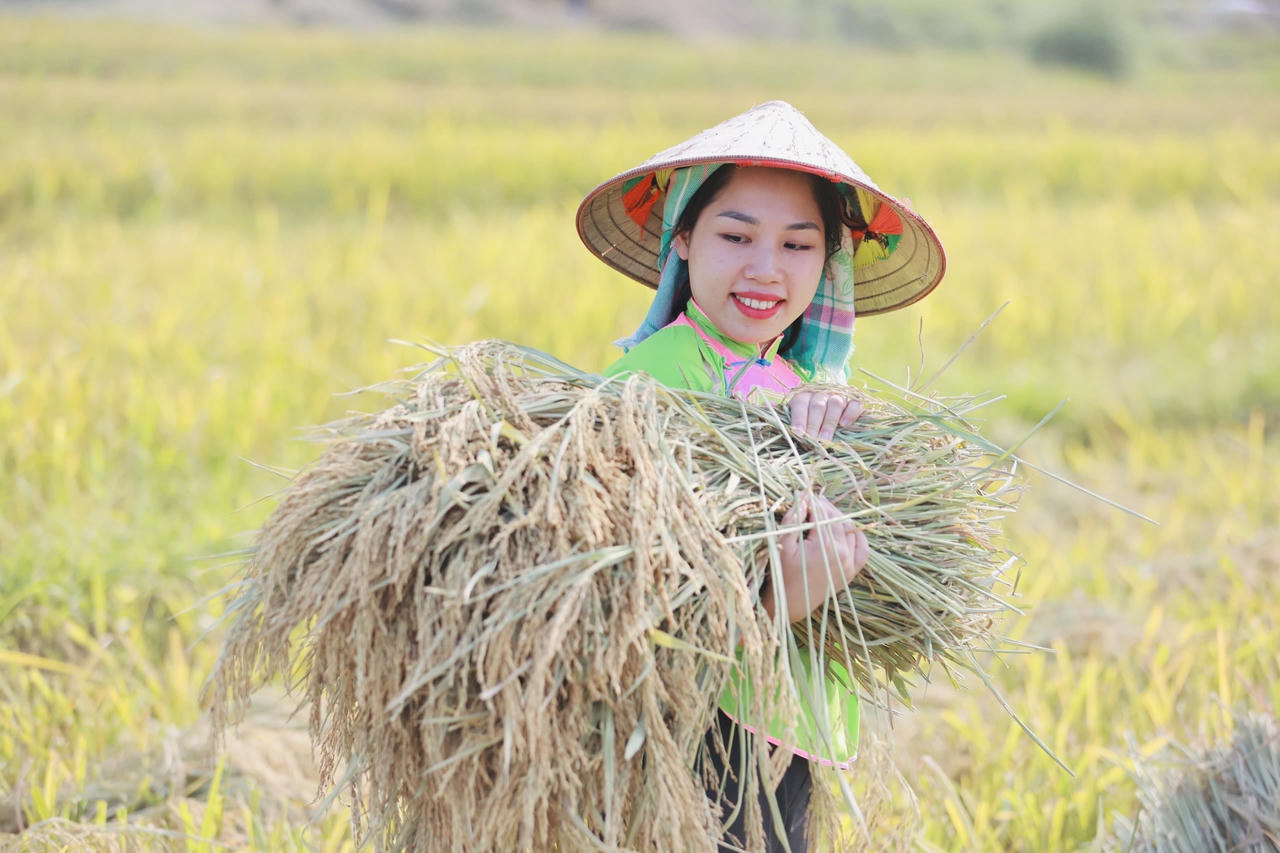 Hợp Thành mùa lúa chín