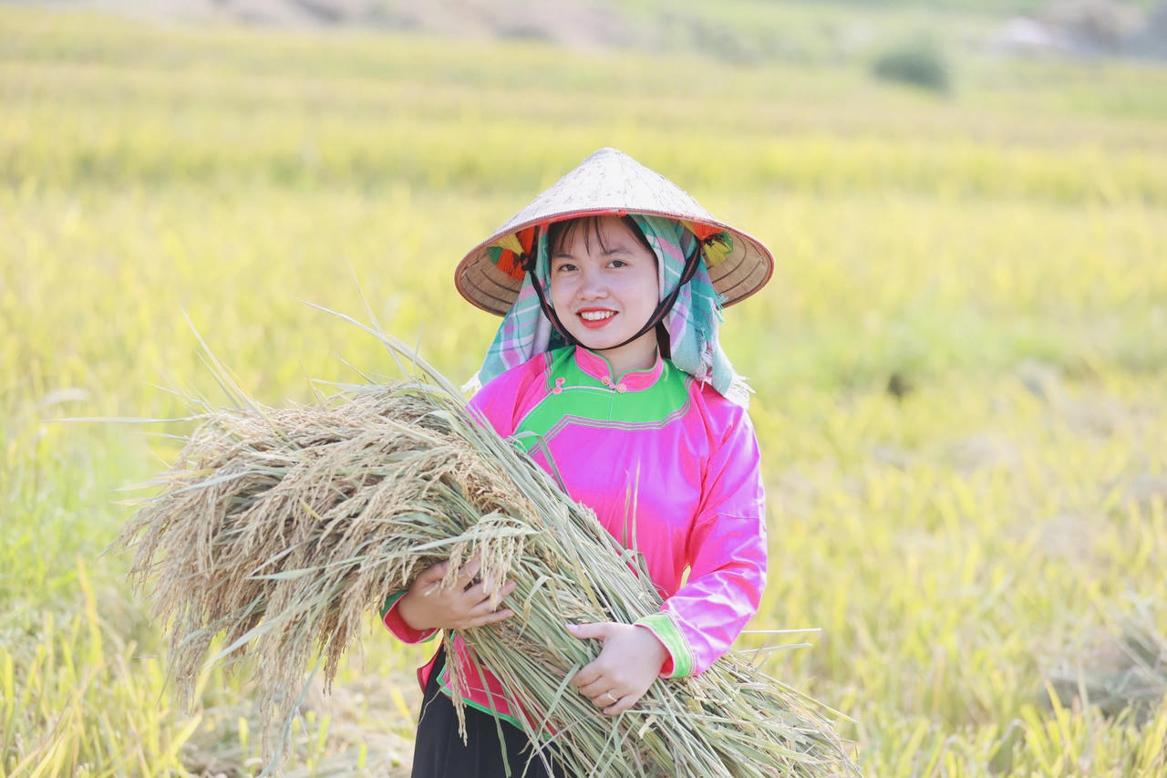 Hợp Thành mùa lúa chín