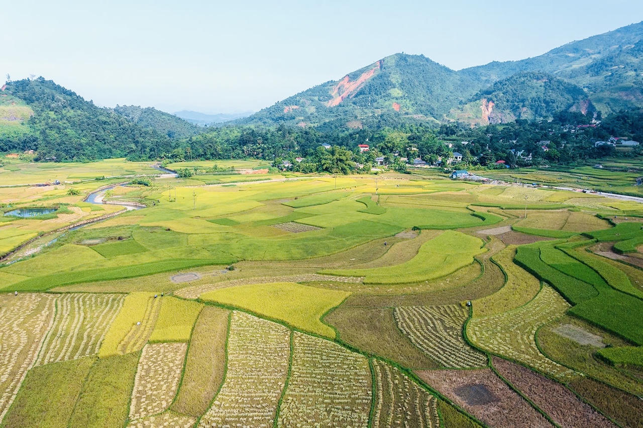 Hợp Thành mùa lúa chín