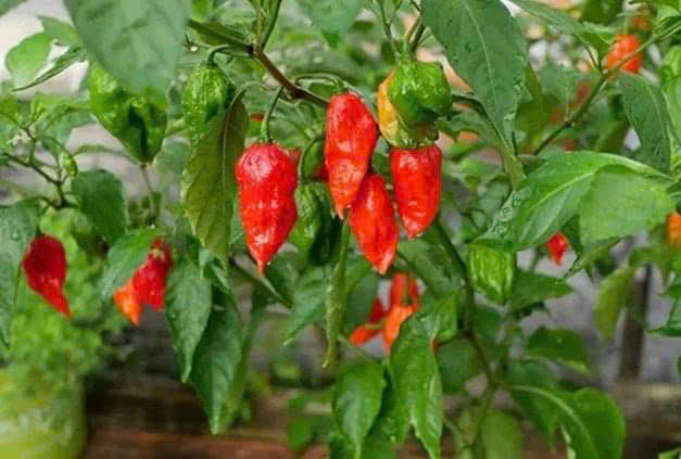 Sa Pa thành công với mô hình trồng ớt “Trung đoàn” 