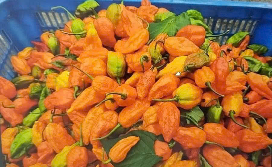 Sa Pa thành công với mô hình trồng ớt “Trung đoàn” 