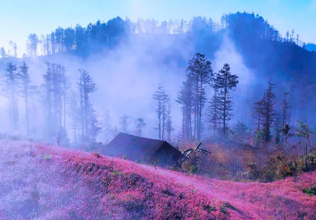 Ngắm hoa tam giác mạch đẹp như miền cổ tích ở Si Ma Cai