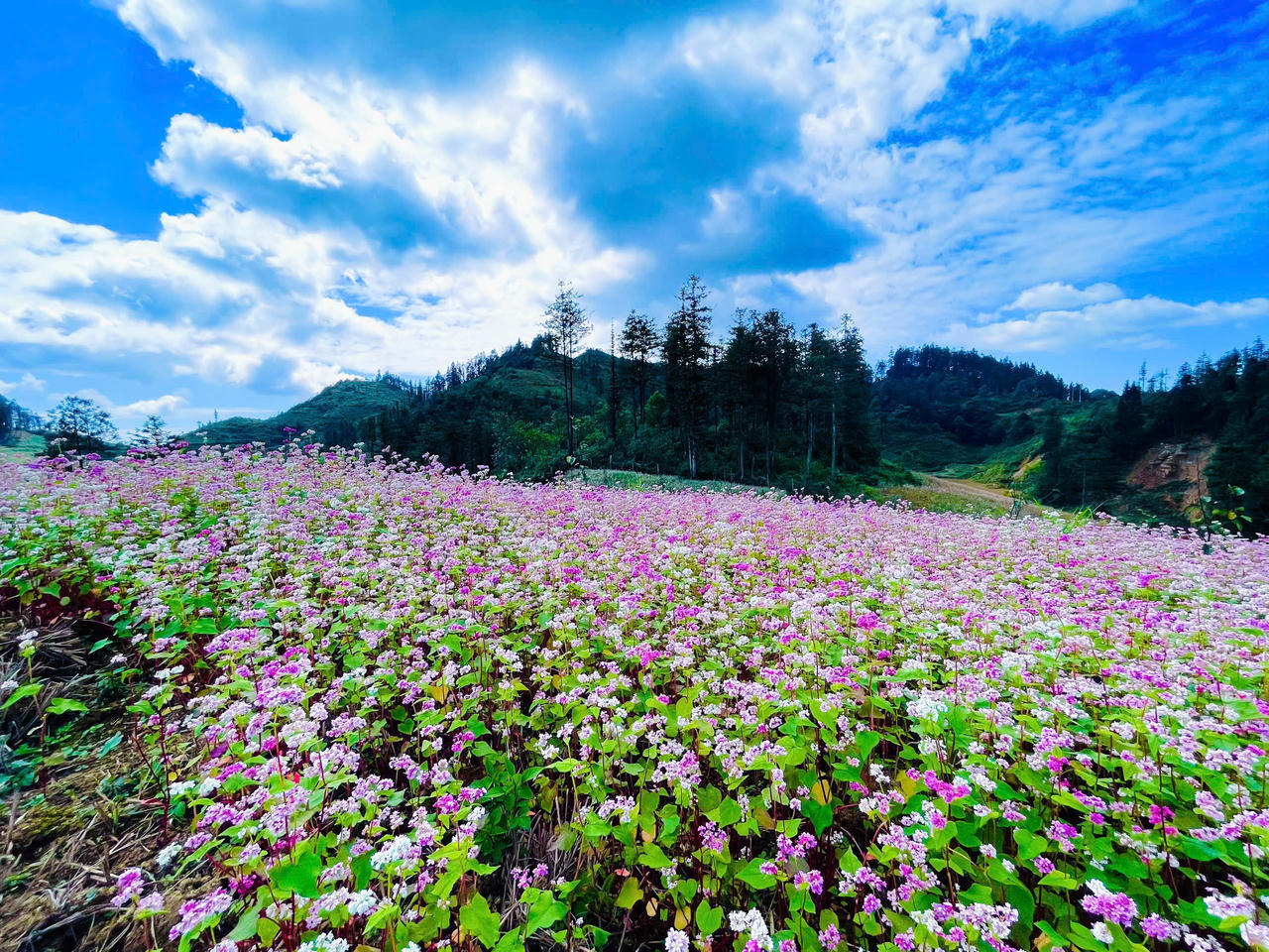 Ngắm hoa tam giác mạch đẹp như miền cổ tích ở Si Ma Cai