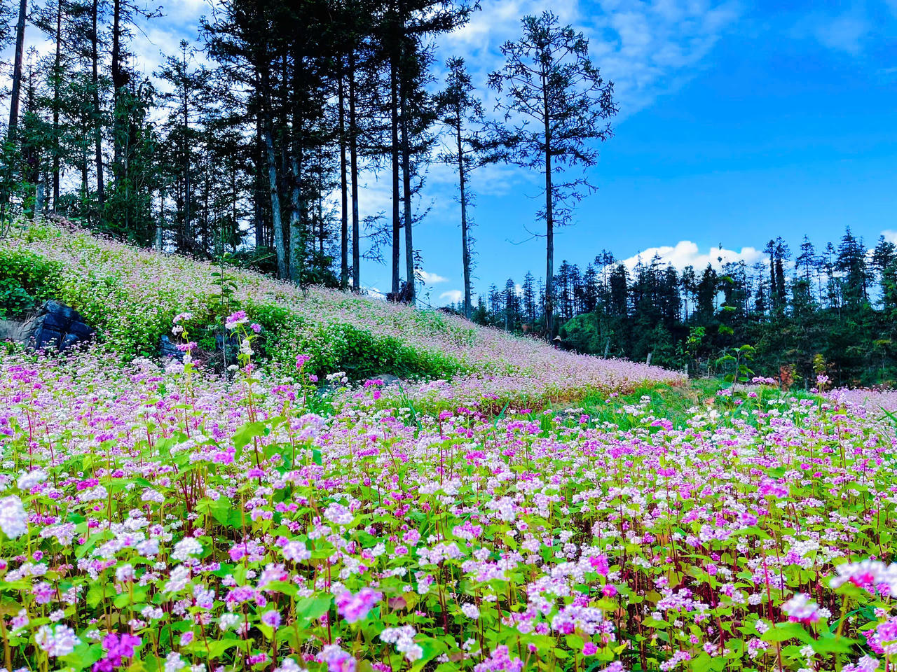 Ngắm hoa tam giác mạch đẹp như miền cổ tích ở Si Ma Cai