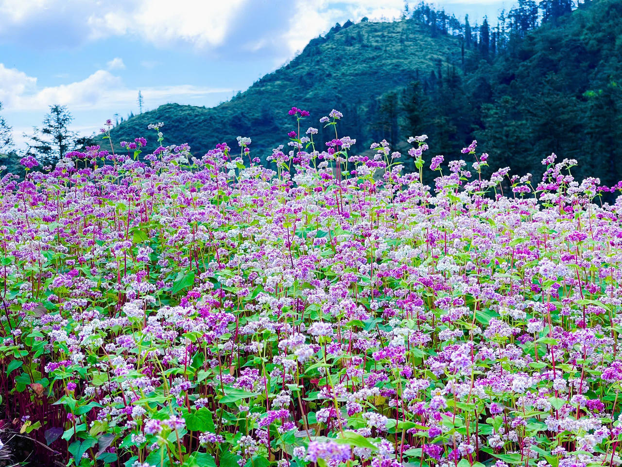 Ngắm hoa tam giác mạch đẹp như miền cổ tích ở Si Ma Cai