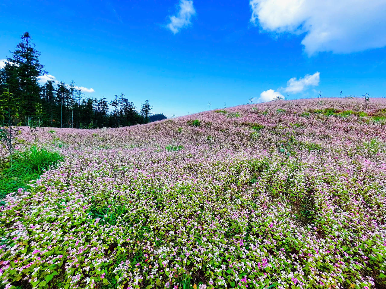 Ngắm hoa tam giác mạch đẹp như miền cổ tích ở Si Ma Cai