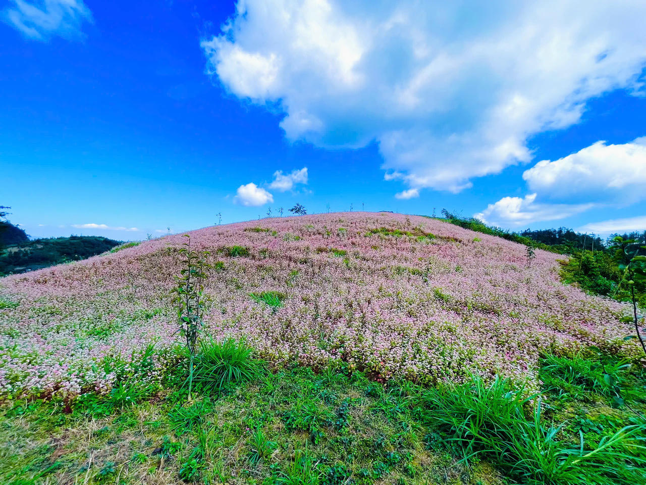 Ngắm hoa tam giác mạch đẹp như miền cổ tích ở Si Ma Cai