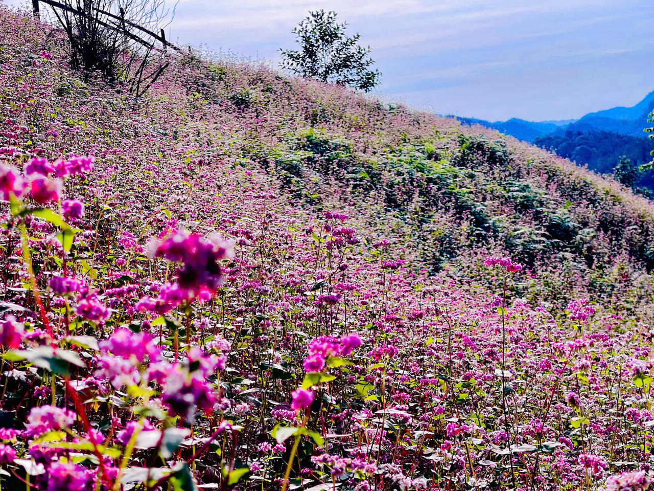 Ngắm hoa tam giác mạch đẹp như miền cổ tích ở Si Ma Cai