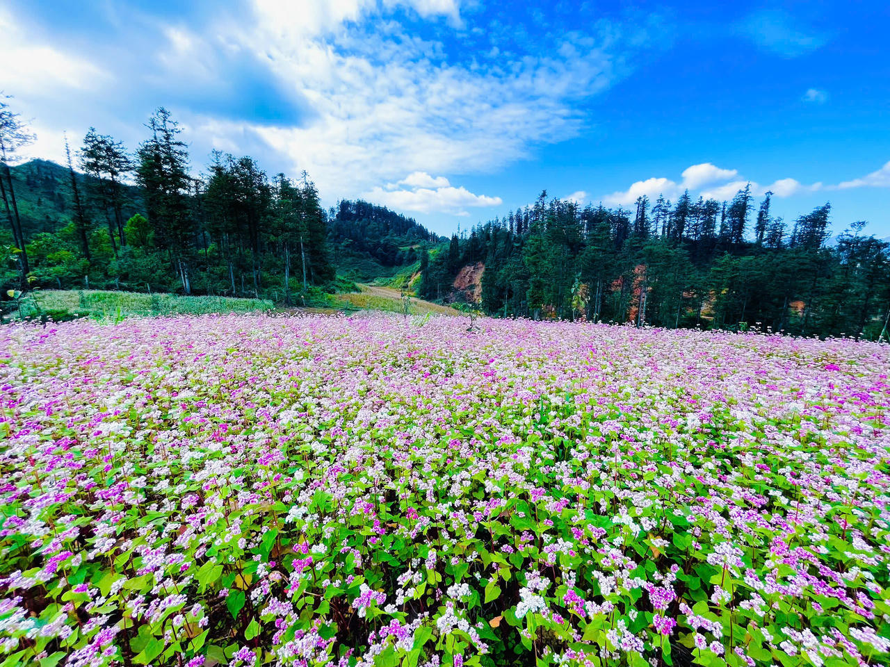Ngắm hoa tam giác mạch đẹp như miền cổ tích ở Si Ma Cai
